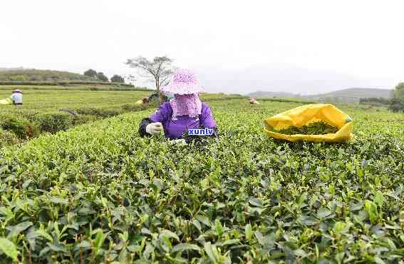 小福鼎茶，培育“小福鼎茶” 推动茶叶产业发展