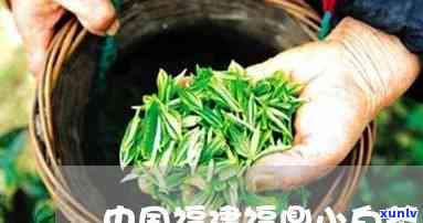 小福鼎茶是什么茶种-小福鼎茶是什么茶种的