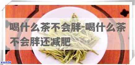 胖妹妹喝什么茶喝？专业推荐适合胖妹妹的健饮品