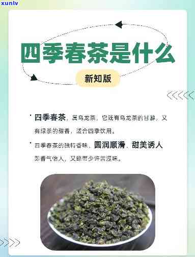 四春属于什么茶种植？详解其种类与特点