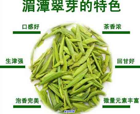 湄潭翠芽是什么茶种-湄潭翠芽是什么茶种的