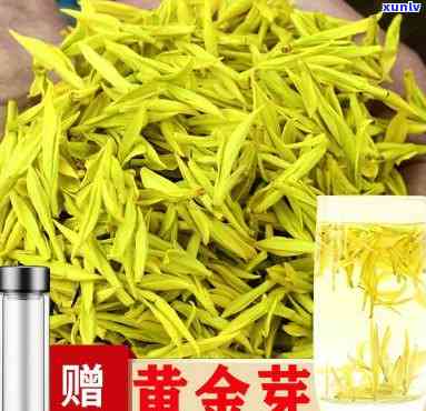 山黄芽是什么茶种-山黄芽是什么茶种植