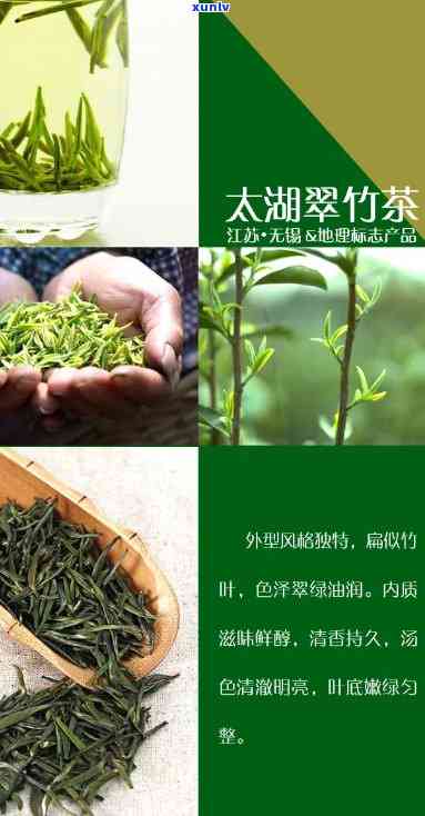 太湖翠竹是红茶还是绿茶，太湖翠竹：究竟是红茶还是绿茶？