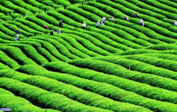 阳羡茶属于什么茶种-阳羡茶是什么茶