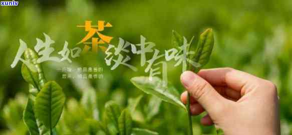 富硒茶属于什么茶种-富硒茶属于什么茶种类