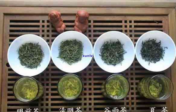 明茶属于什么茶种-明茶属于什么茶种类