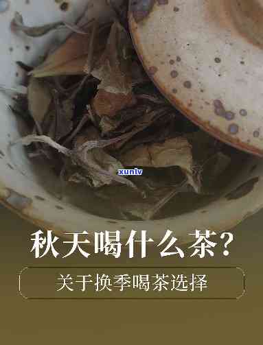 秋天早晨喝什么茶好喝？全网推荐的选择！