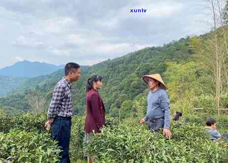 女士上午喝什么茶好一点，为女士推荐几种适合上午饮用的茶叶，让你在工作中更加精神焕发！