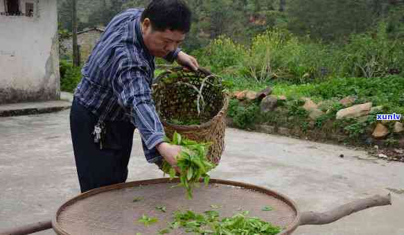 怀孕能喝红茶吗中期-怀孕能喝红茶吗中期可以喝吗