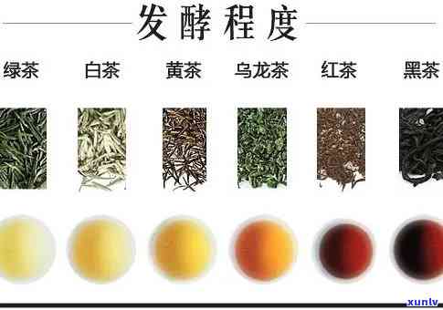 半发酵的茶是什么茶？详解其种类与特点