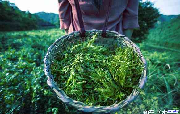 土家莓茶功效及作用，探索土家莓茶的神奇功效与作用