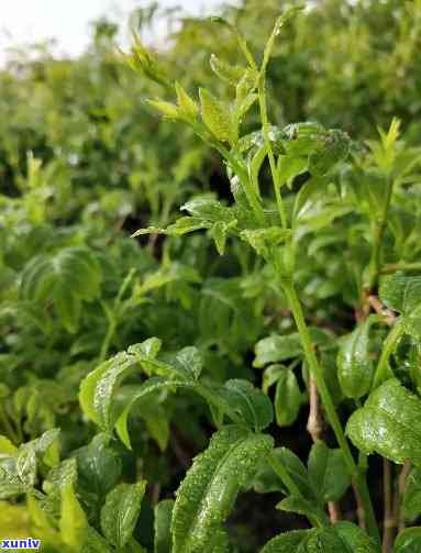 土家莓茶属于什么茶-土家莓茶属于什么茶类