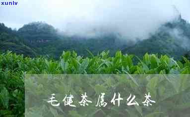 武毛健茶属什么茶-毛健茶功效有哪些