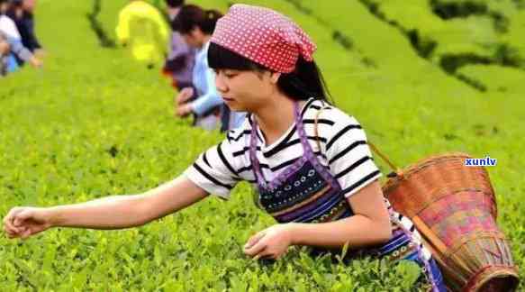 贵州苔茶的功效与作用全解析