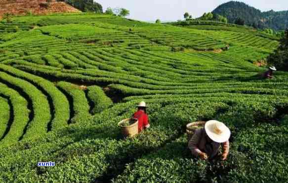 贵州苔茶的功效与作用全解析