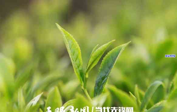 贵州苔茶有限责任公司，探索绿色产业之路：贵州苔茶有限责任公司的创新发展