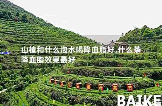 山楂配什么泡茶降血脂？效果的搭配 *** 全解析！