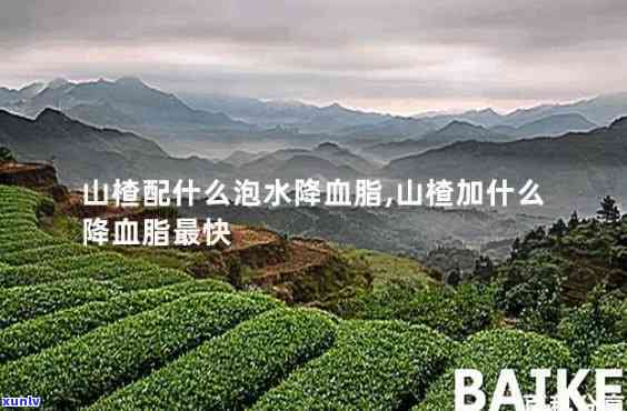 山楂配什么泡茶降血脂？效果的搭配 *** 全解析！