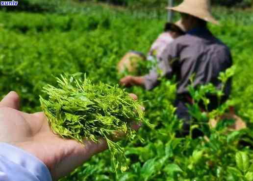 张家界莓茶是什么茶，《探秘湖南特产：张家界莓茶，究竟是一种什么茶？》