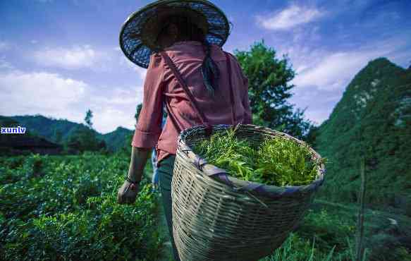 请问张家界莓茶真的有那么好吗，探究张家界莓茶的功效，是否真的值得称赞？