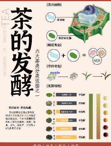 什么茶属于发酵茶类？绿茶、乌龙茶、红茶皆在其列！