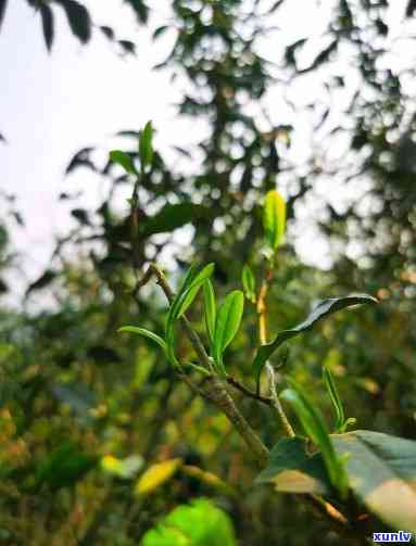 青花翡翠瓷茶壶-青花翡翠瓷茶壶图片