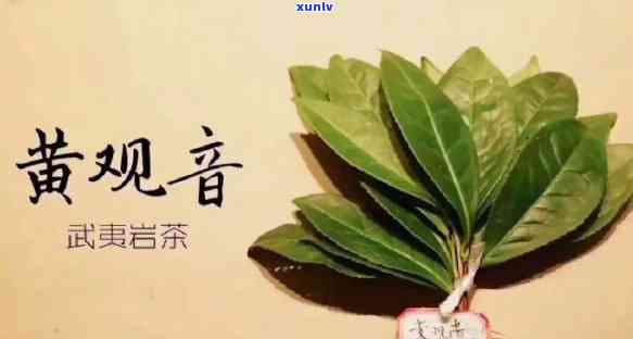 黄观音是什么茶类？详解其种类与植物属性