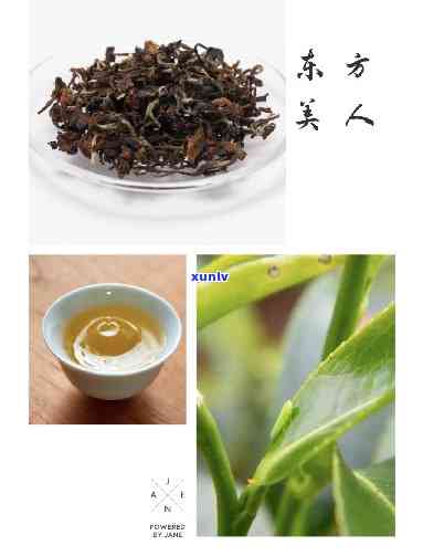 美人茶的种类：大田美人茶与东方美人茶分别属于哪种茶类？