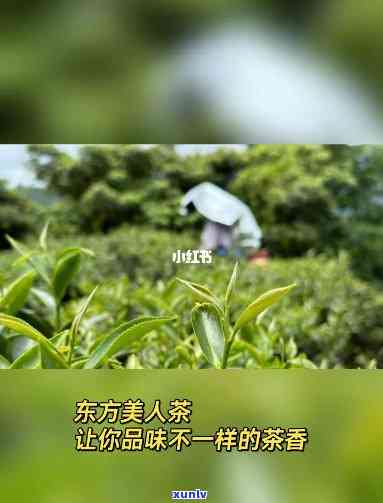 美人茶口感，品味美人茶：探索其独特的口感魅力