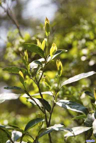 高山野茶属于什么茶种，揭秘高山野茶的神秘面纱：它属于哪种茶种？