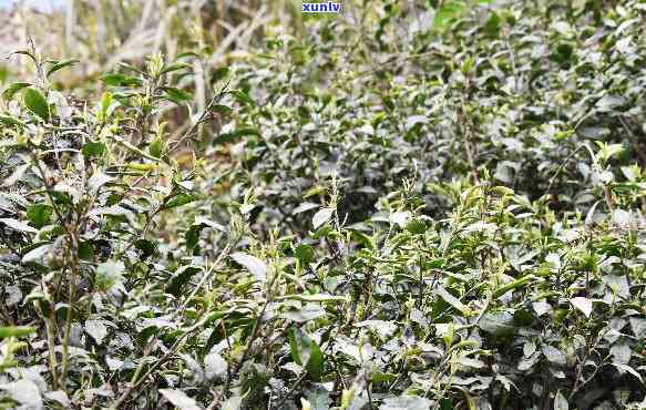 野生高山茶是绿茶吗？它的身份究竟是绿茶还是红茶？