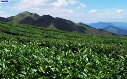 高山茗茶属于什么茶-高山茗茶属于什么茶类