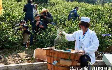 高山炒茶心是什么茶，探秘高山炒茶心：这是一种什么茶？