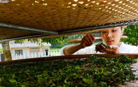 高山炒茶冲泡 *** 详解：步骤、技巧与视频教程