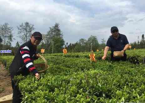 东北喝的红茶叫什么-东北喝的红茶叫什么名字