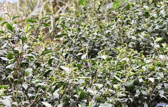 原生态野茶是什么茶-原生态野茶是什么茶叶