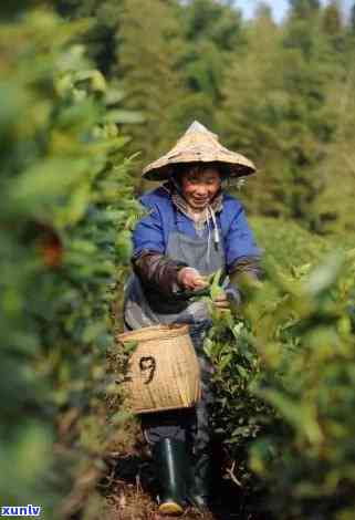 翠峰茶是什么茶-翠峰茶是什么茶叶