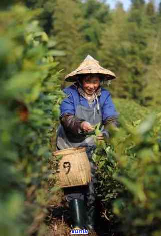 翠峰茶是什么茶-翠峰茶是什么茶叶