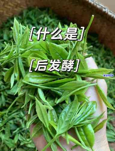 什么茶是后发酵的茶-什么茶是后发酵的茶叶