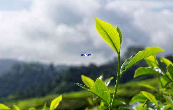 高山流水是什么茶，探秘茶叶世界：高山流水是什么茶？