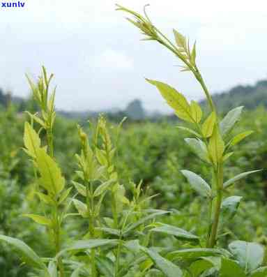 湘西莓茶属于什么茶种，揭秘湘西莓茶：它属于哪种茶种？