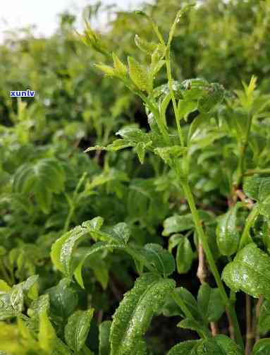 湘西莓茶属于什么茶-湘西莓茶属于什么茶种