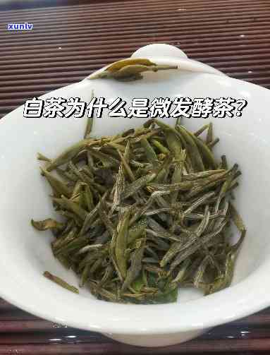 微发酵茶是什么茶，揭示微发酵茶的秘密：它到底是一种什么茶？