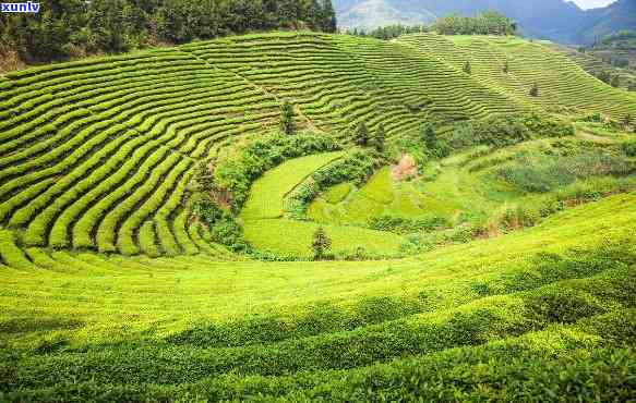 福鼎白菜属于什么茶种，探秘茶叶世界：福鼎白菜属于哪种茶种？