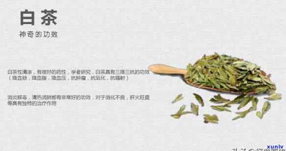 福鼎白菜属于什么茶种，探秘茶叶世界：福鼎白菜属于哪种茶种？