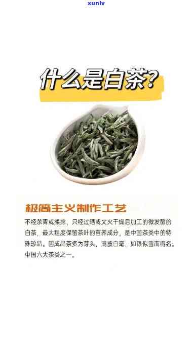 福鼎白菜属于什么茶种，探秘茶叶世界：福鼎白菜属于哪种茶种？