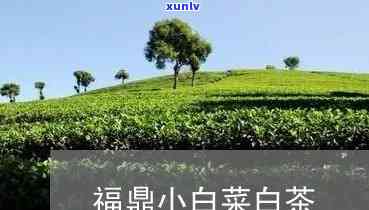 福鼎白菜属于什么茶种，探秘茶叶世界：福鼎白菜属于哪种茶种？