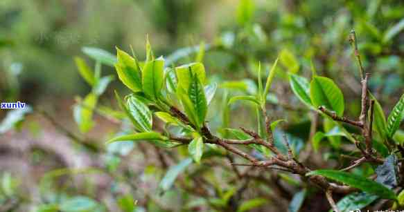 什么茶只用芽不用叶种，探究茶叶的神秘面纱：只用芽不用叶的茶品种