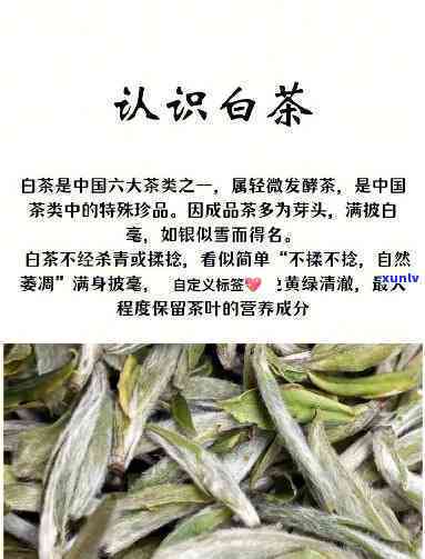 有一种茶叫白什么茶的名字，探寻神秘的白茶：它究竟有何独特之处？