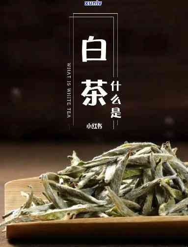 有一种茶叫白什么茶-有一种茶叫白什么茶四个字